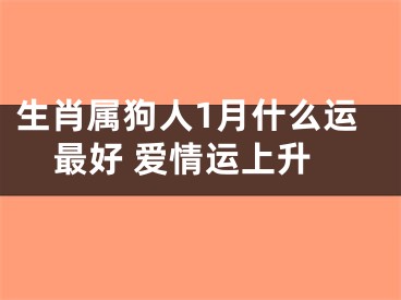生肖属狗人1月什么运最好 爱情运上升