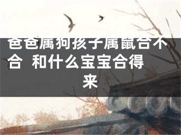 爸爸属狗孩子属鼠合不合  和什么宝宝合得来