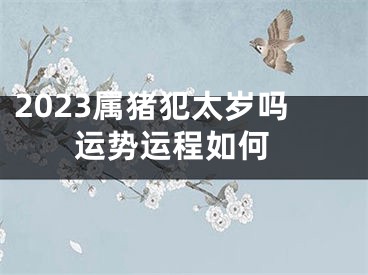 2023属猪犯太岁吗 运势运程如何