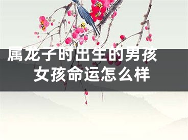 属龙子时出生的男孩 女孩命运怎么样