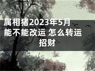 属相猪2023年5月能不能改运 怎么转运招财