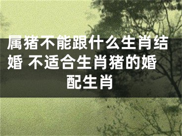 属猪不能跟什么生肖结婚 不适合生肖猪的婚配生肖