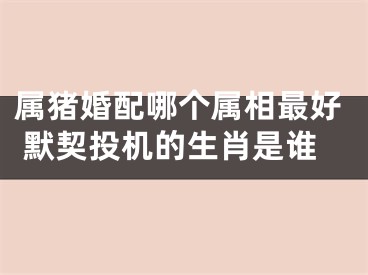 属猪婚配哪个属相最好 默契投机的生肖是谁