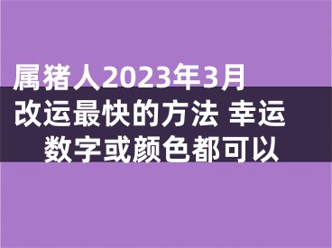属猪人2023年3月改运最快的方法 幸运数字或颜色都可以