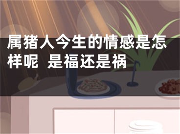 属猪人今生的情感是怎样呢  是福还是祸  