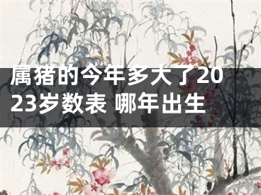 属猪的今年多大了2023岁数表 哪年出生