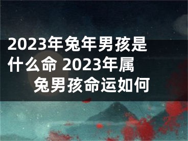 2023年兔年男孩是什么命 2023年属兔男孩命运如何