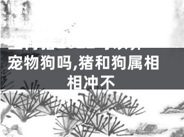 生肖猪2022可以养宠物狗吗,猪和狗属相相冲不