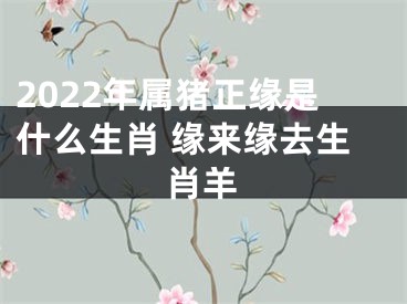 2022年属猪正缘是什么生肖 缘来缘去生肖羊