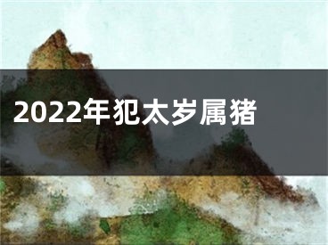 2022年犯太岁属猪