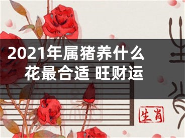 2021年属猪养什么花最合适 旺财运