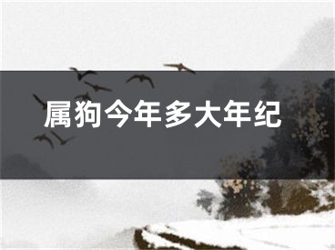 属狗今年多大年纪