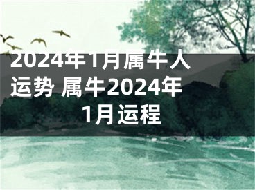2024年1月属牛人运势 属牛2024年1月运程