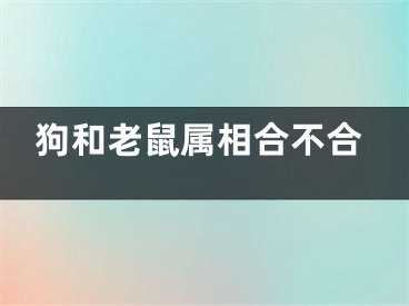 狗和老鼠属相合不合
