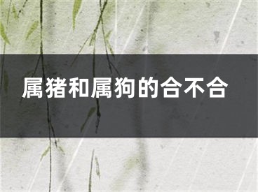 属猪和属狗的合不合