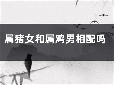 属猪女和属鸡男相配吗