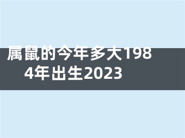属鼠的今年多大1984年出生2023