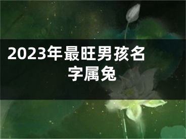 2023年最旺男孩名字属兔