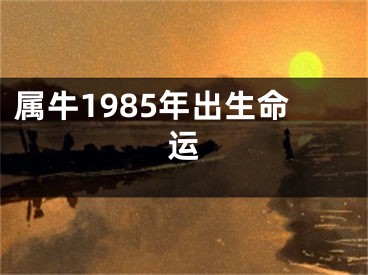 属牛1985年出生命运