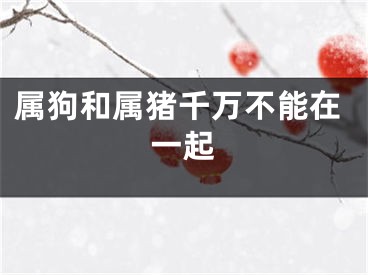 属狗和属猪千万不能在一起