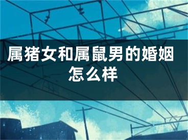 属猪女和属鼠男的婚姻怎么样